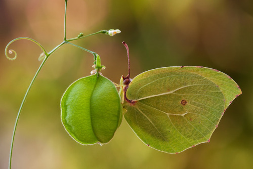 The Cleopatra Gonepteryx cleopatra known as the Cleopatra o Cleopatra butterfly is a medium-siz