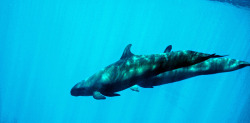 fuckyacetaceans:  False Killer Whale by Erik v Doesburg on Flickr.