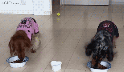 Little bird rushes to eat with his dog pals. [video]