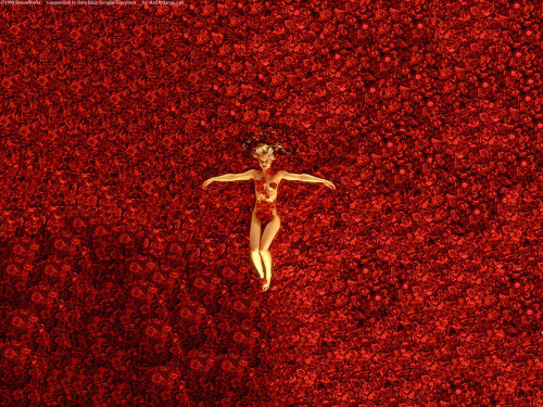 Porn Pics crisantedavide:AMERICAN BEAUTY Sam Mendes