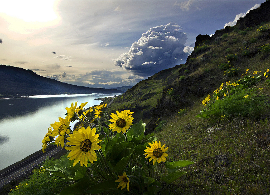 woodendreams:  (by Darrell Wyatt) 