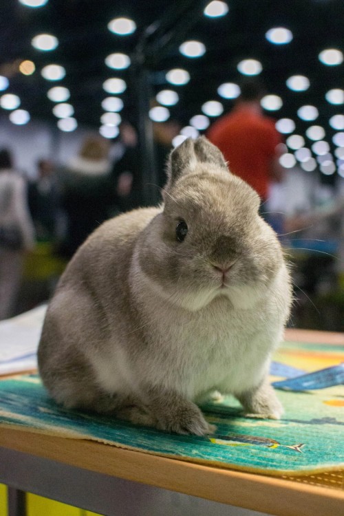 I See That Tumblr Loves Rabbits) I Was A Photographer At A Fluffy Exhibition, So Enjoy It)