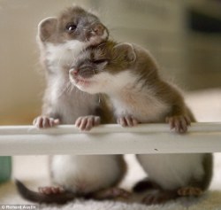 magicalnaturetour:  Baby Stoats by Richard