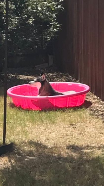 therandomthoughtsofjae:theseriouscynic:pinkrosehippy:“she’s gonna fill this pool today, 