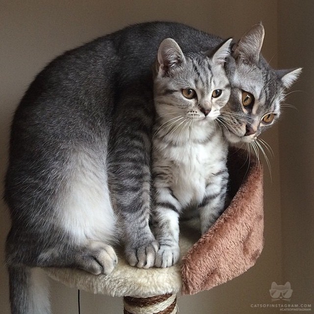 catsofinstagram:  From @ferrisandjeanie: “Ferris protecting Jeanie from the vacuum