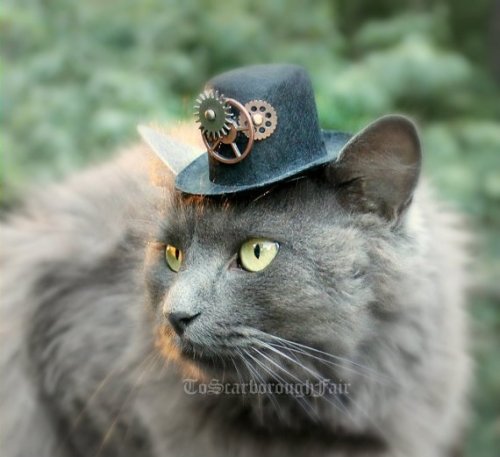 snootyfoxfashion:Hats For Cats from ToScarboroughFair x / x / x / x / xx / x / x / x / x