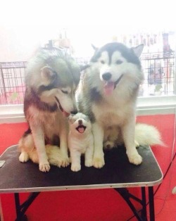 awwww-cute:  What a cute family 