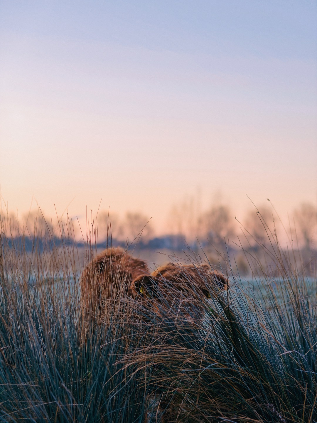 klaasfoto: Hide and seek 2019. After playing hide and seek with cows for three years