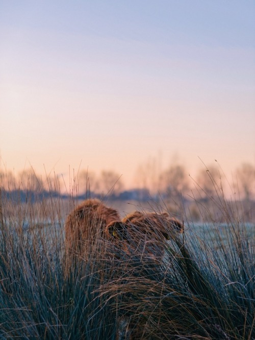 klaasfoto:Hide and seek 2019.After playing hide and seek with cows for three years (one, two, three)