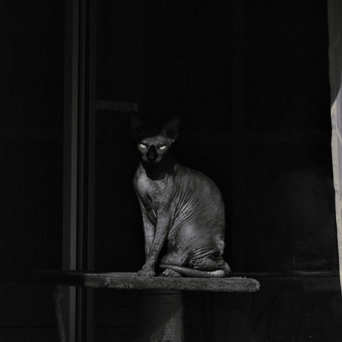naturelvr69likes:photobookbyrunner:Neighbour's cat@mostlycatsmostly soon
