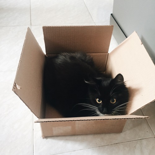 nomo66:How can she miss new box?