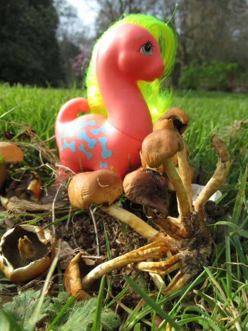 travelling-my-little-pony: Cutesaurus poses with some fungi.At Lanhydrock, in Cornwall, England.