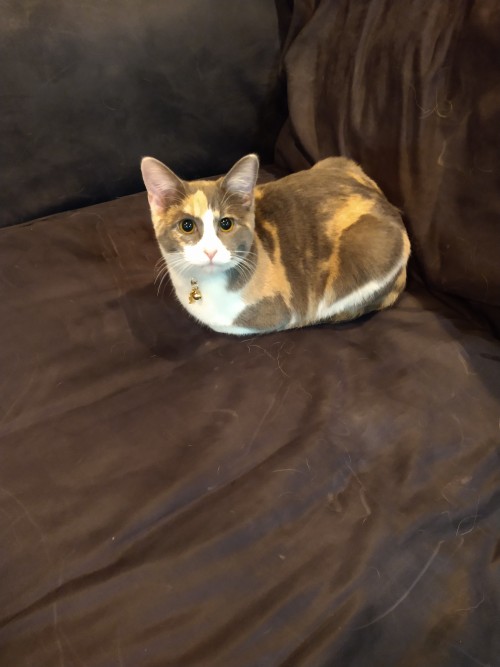 a photo of the same dilute calico kitten now looking at the camera with pupils expanded. she looks very cute