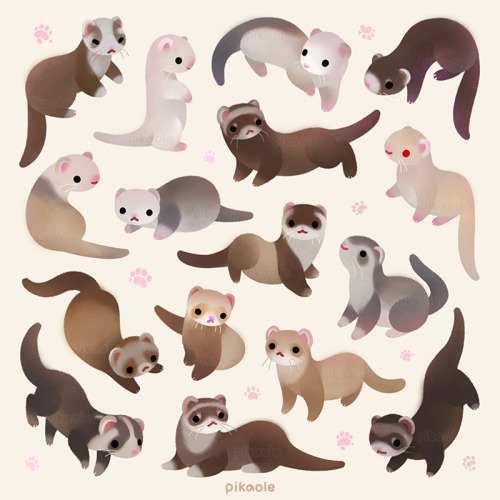 pikaole: Ferret[ Patreon / galaxy themes / insta / S6 / RB shop ]