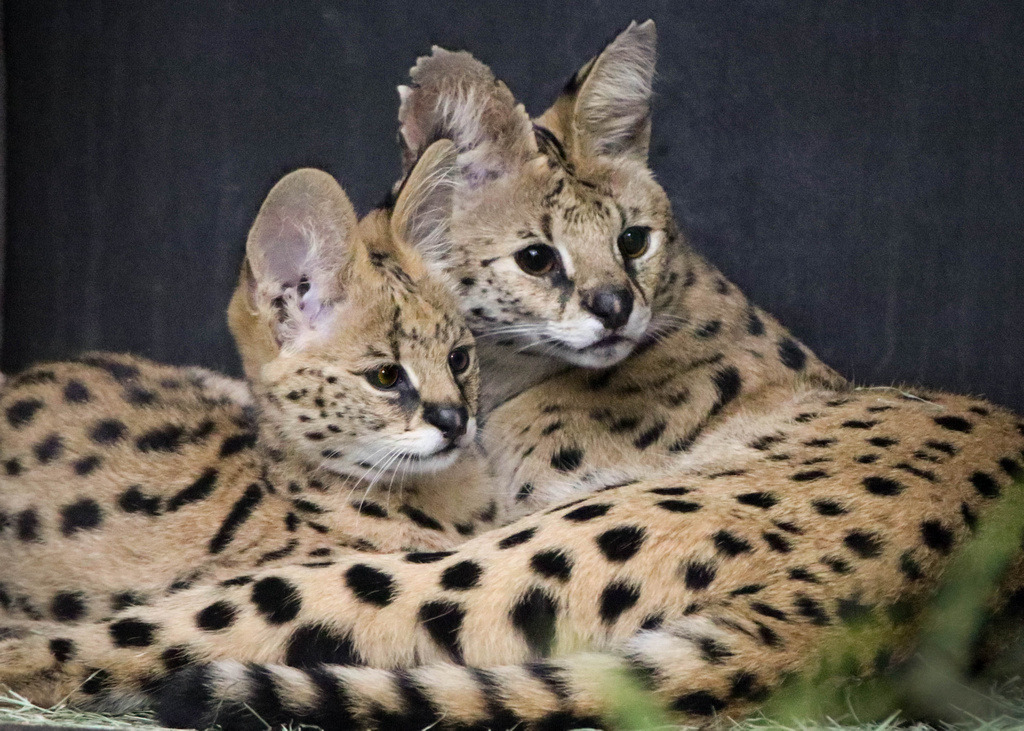 sdzoo:  Kamari the serval kitten serves up the cute.Photos by Penny Hyde