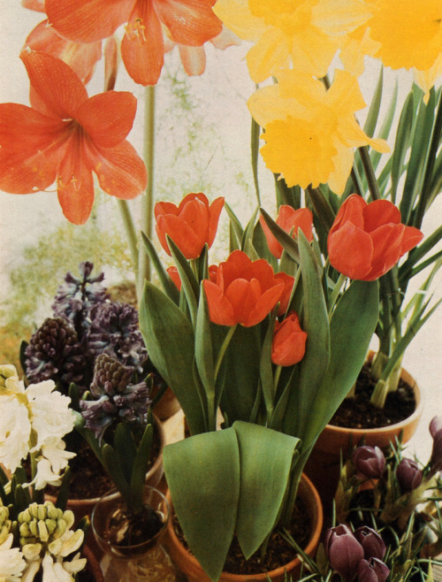 supremeinteriors:Favorite Houseplants | Better Homes & Gardens ©1976