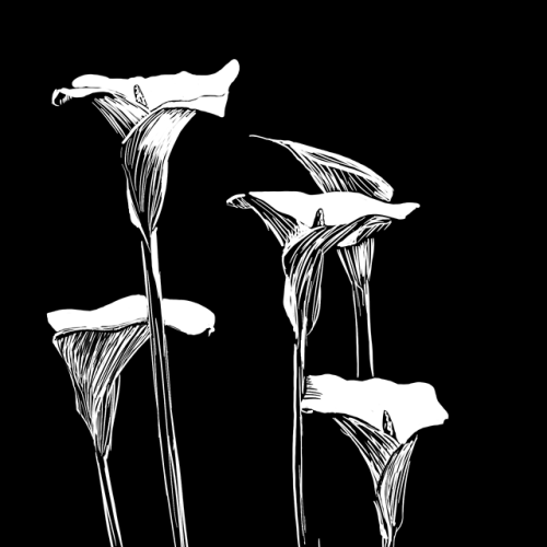odyssaeus: day 2: we had calla lilies growing in the garden when i was a kid and they’ve 