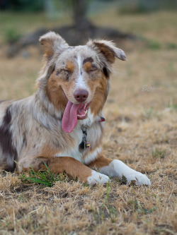 canismirabilis:  This was literally Mesa’s reaction to the neighbors’ mortars. Just twitching an ear back to locate to source of the sound. She was just too happy about all the people and the food and smelling the horses and getting to run around