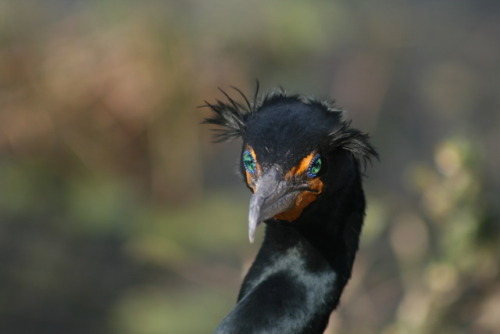 Double-crested cormorant, Everglades National Park, Florida