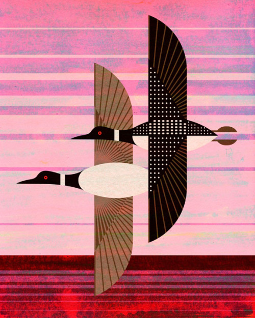 jevajeva: Common Loon, Gavia immer. One of a series of illustrations for the Bird Genoscape Project,