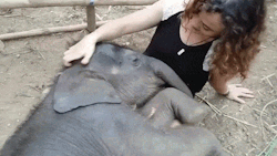sixpenceee:  Adorable Sleeping Baby ElephantAn