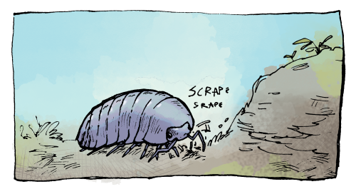 nehirose:bedupolker:  Real Isopod Facts 