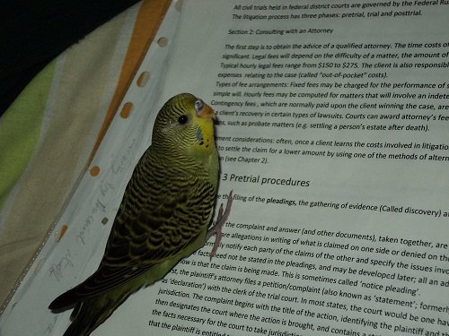 Studious budgie (?)