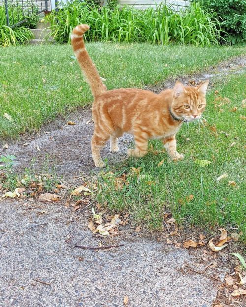 #catsofsaintpaul #catsofminnesota #tabbiesofinstagram #redtabbiesofinstagram (at Frogtown, Saint Pau