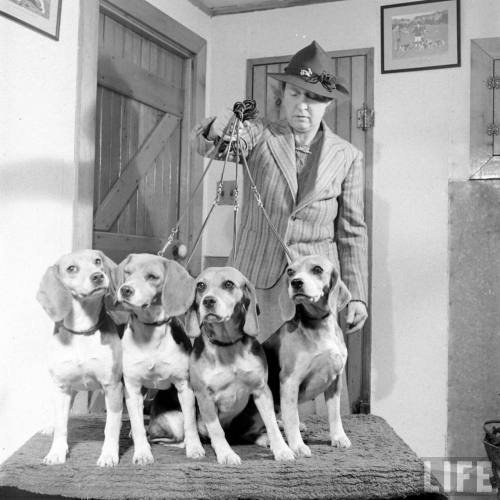 Beagles on the Du Pont estate(Hansel Mieth. 1940)