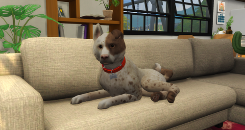 sims 4 minor pets mod sims 4 minor pets mod