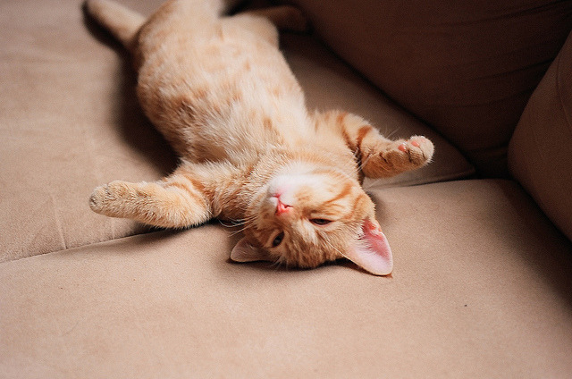 owlocene:  sin título by Aayla Bilić on Flickr. 