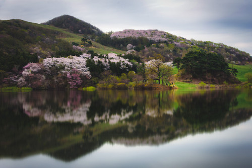 Springtime at Yongbiji Reservoir, Seosan.