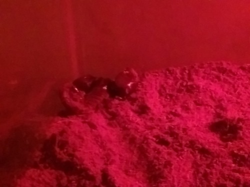 vivivihrea:  just finished cleaning lucifer’s tank! hes all happy now that he has proper substrate, and he’s just chilling in the corner right now. vuv
