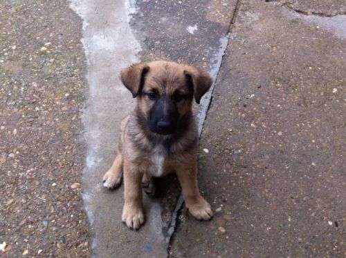 finofilipino:  León, este mestizo de Pastor Alemán, busca hogar. Enviado por adoptar a león:  Buenas Fino. Estamos buscando urgentemente dueño para este cachorro el cual abandonaron en un pueblo cerca de León. Es un macho de unos dos meses, que creemos