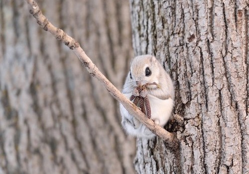 Porn photo wonderous-world:  The Siberian Flying Squirrel