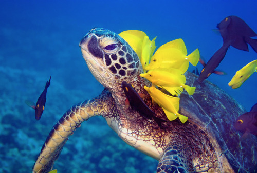 princessailorscout:  nubbsgalore:  photos by mike roberts, masa ushioda, peter liu and doug perrine of green sea turtles being cleaned by yellow tangs, goldring surgeonfish and saddle wrasse. by feeding on the algea and parasites which grow on the turtle