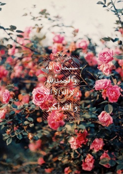 Dhikr Words on Roses
“سبحان الله والحمد لله ولا إله إلا الله والله أكبر”
“Limitless is God in His glory, and all praise is due to Him alone, nothing is worthy of worship except for Him, and He is the Owner of all greatness.”
Originally found on:...