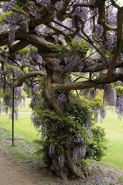 10   Wisteria…