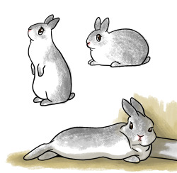 masart:  Tonight’s drawings are of my gorgeous bunny, Puff.