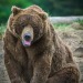 bearotonin-international:One year ago today, the word “bearotonin” was born. To celebrate this anniversary, here is some of the bearotoniniest bearotonin we have