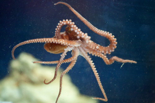cephalopodsgonewild: Aquarium Science at Central by Des Moines Public Schools
