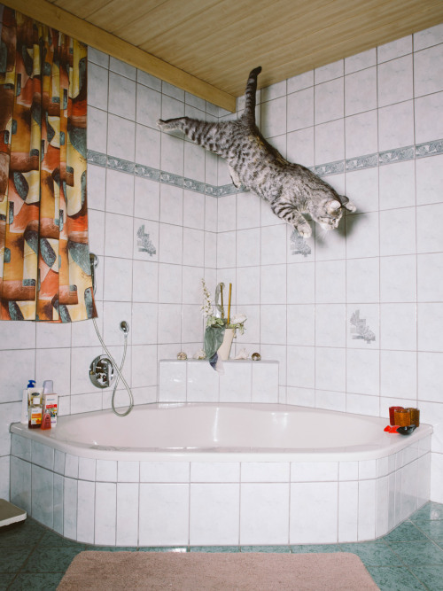 XXX thingstolovefor: “Jumping Cats” by Photographer photo