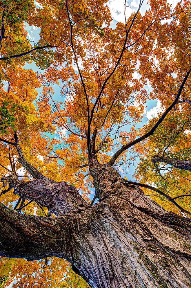  Fall Foliage @ ANC by Nikographer [Jon] 