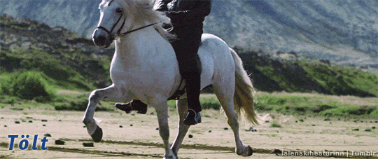 islenskihesturinn:The five gaits of the Icelandic horse (x)