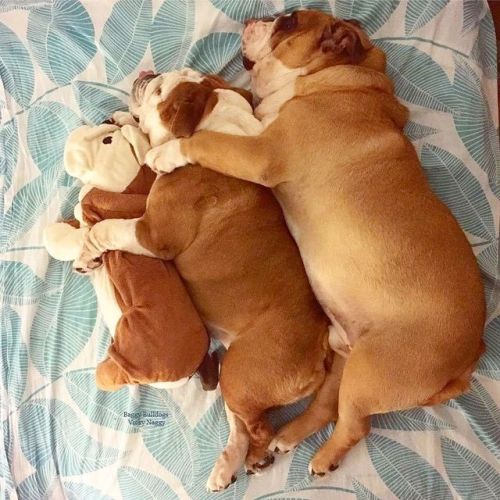 Baggy Bulldogs