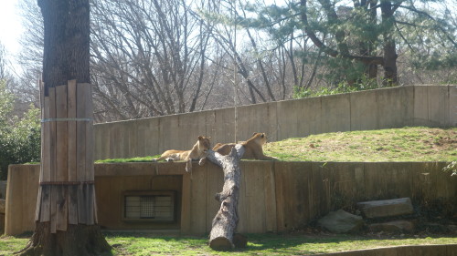 Lions at the Smithsonian National Zoo in Washington D.C.