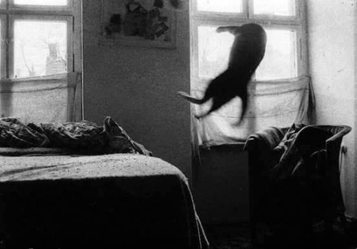Cats W & B