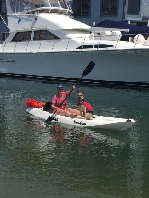 Kayak adventure! Valkyrie is a natural and actually loved jumping off and climbing back into the boa