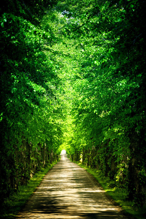 kmks: Green passage (by Pierre Pocs)