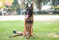 handsomedogs:    BertDog • Belgian Shepherd Malinois Mix • Adult • Male • LargeThe Real Bark Los Angeles, CA  He’s a special boy as he has stiff leg syndrome (hind legs), though he is hardly inhibited from normal activity.  